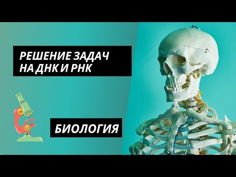 Биология. Решение задач на ДНК и РНК