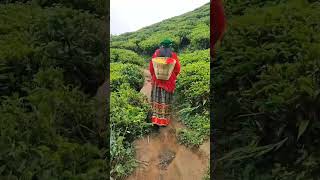 #dargling ##--