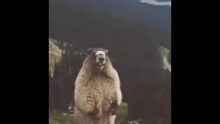 BERUANG MENJERIT @ SCREAMING BEAR🐻