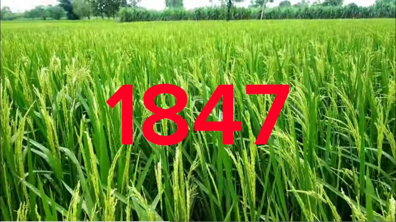 1847 Rice farming - YouTube