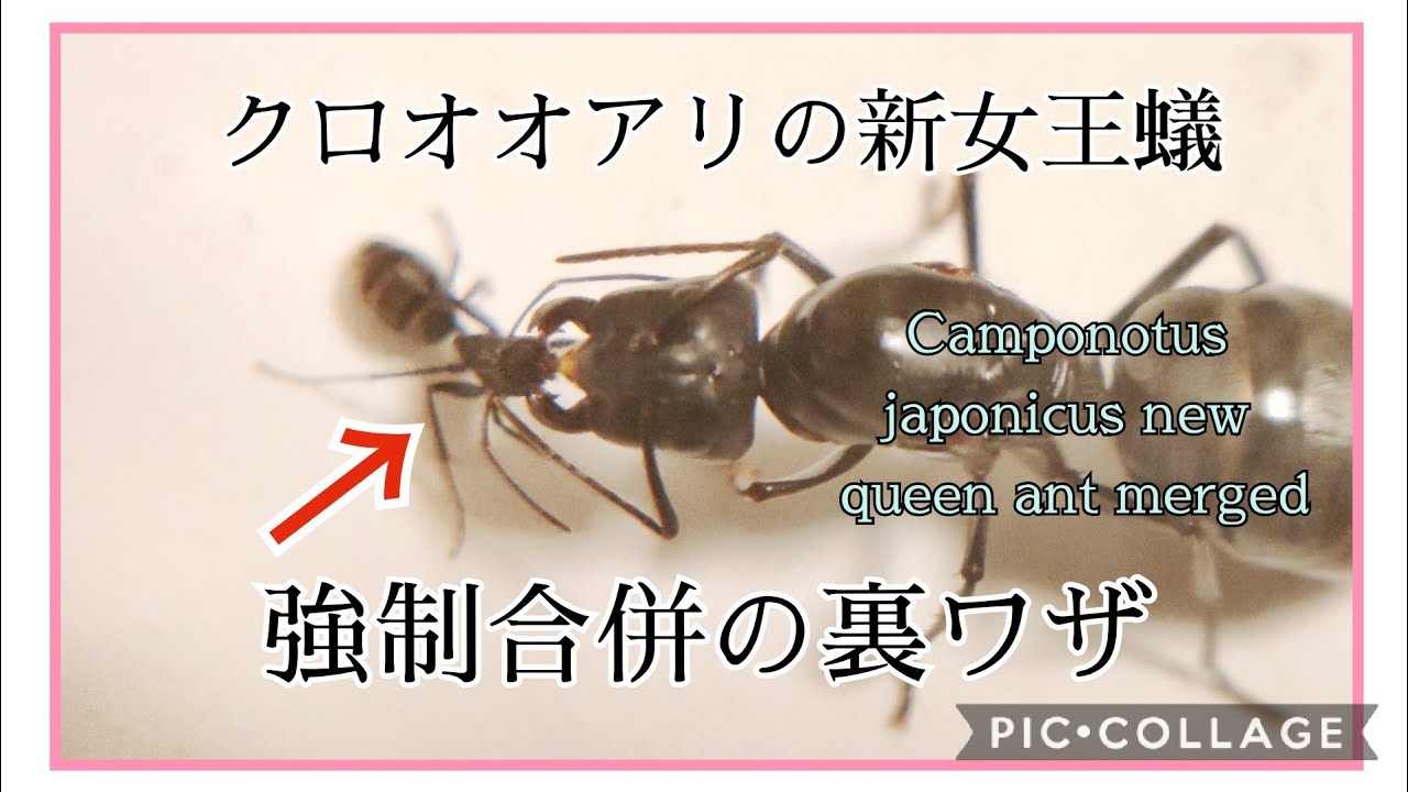 アリ飼育 90 裏ワザ 新女王蟻のクロオオアリを他の蟻と合併させる Merge The New Queen Ant Camponotus Japonicus With Other Ants Youtube