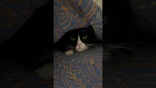 Борис прятки продолжение #котборис #прикол #смешныеживотные #ржака