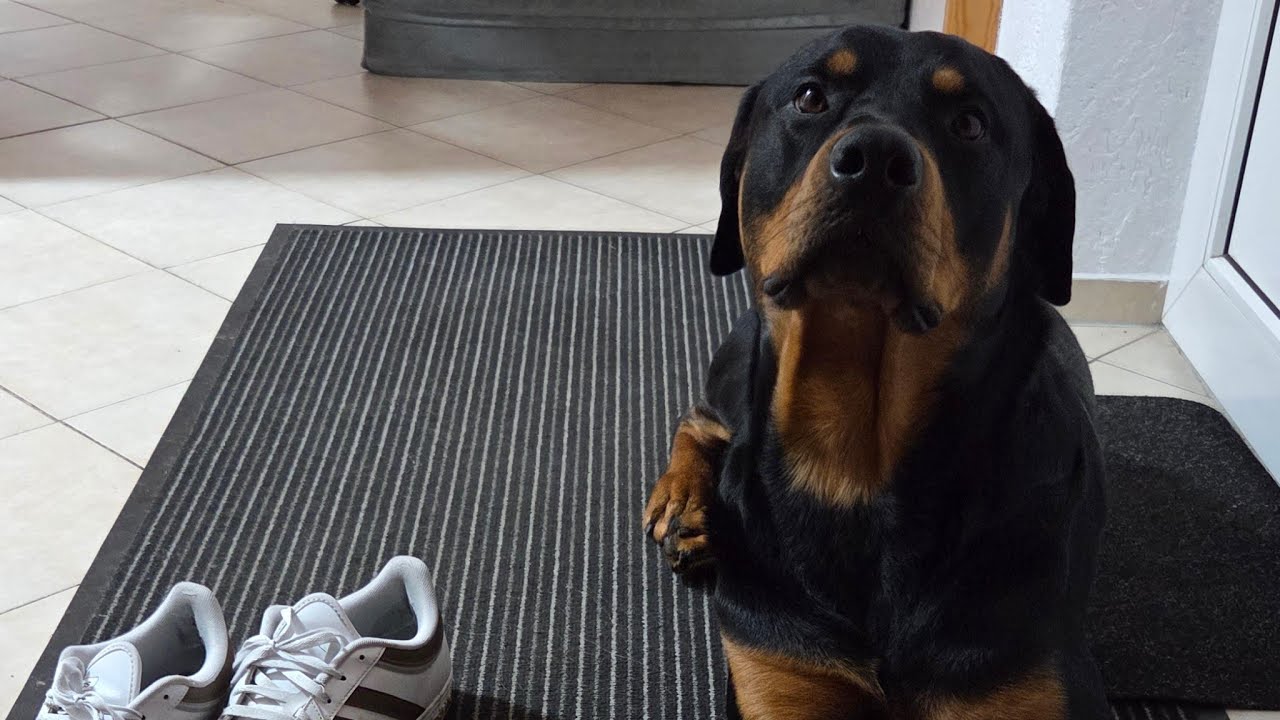 Rottweiler_Ares überträgt einen Livestream.