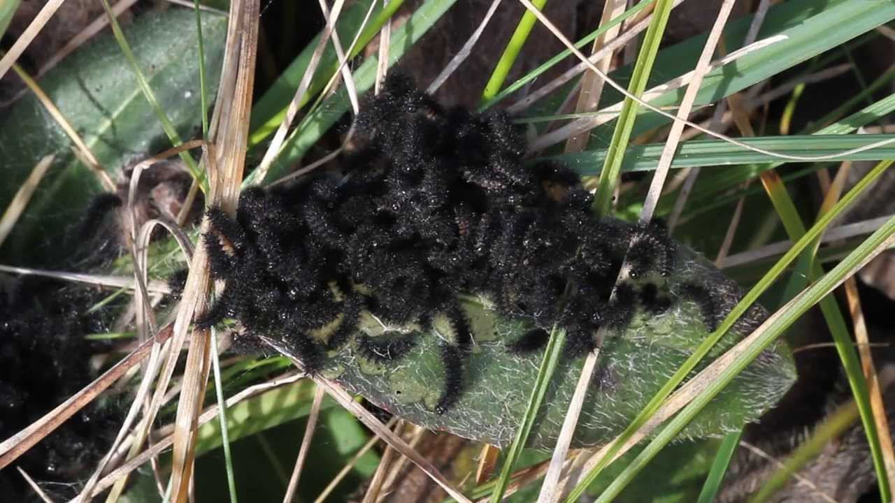 Marsh Fritillary (Euphydryas aurinia) larval web