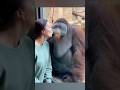 Funny Animal Clips from the Wild #shortvideo #animals #pets