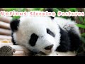 Every Sleeping Posture Is Perfect For Pandas | iPanda