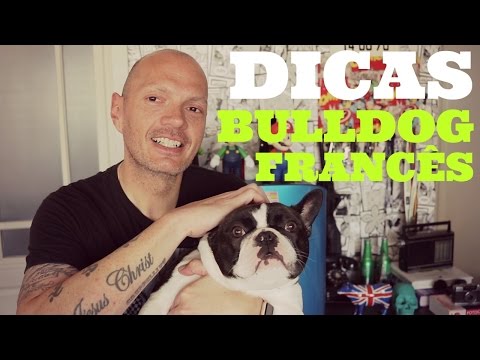 Vídeo: Como Alimentar Um Filhote De Bulldog Francês