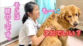 《もはや芸》おすわりと言われた瞬間に、娘の膝上に遠慮なく座る大型犬クッキー【ゴールデンレトリバーとミニチュアダックスフンド】