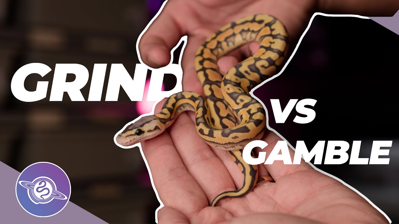 GRIND vs. GAMBLE Ball Python Breeding Strategy | #ballpython #snake #reptiles