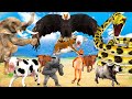 Giant eagle vs giant snake attack cow buffalo saved by mammoth elephant giant gorilla animal fight