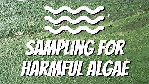 Sampling for Harmful Algae at South Lake