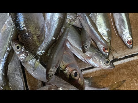 Video lure cá mương thật dễ dàng với mồi này ( phần 2 ) - youtube