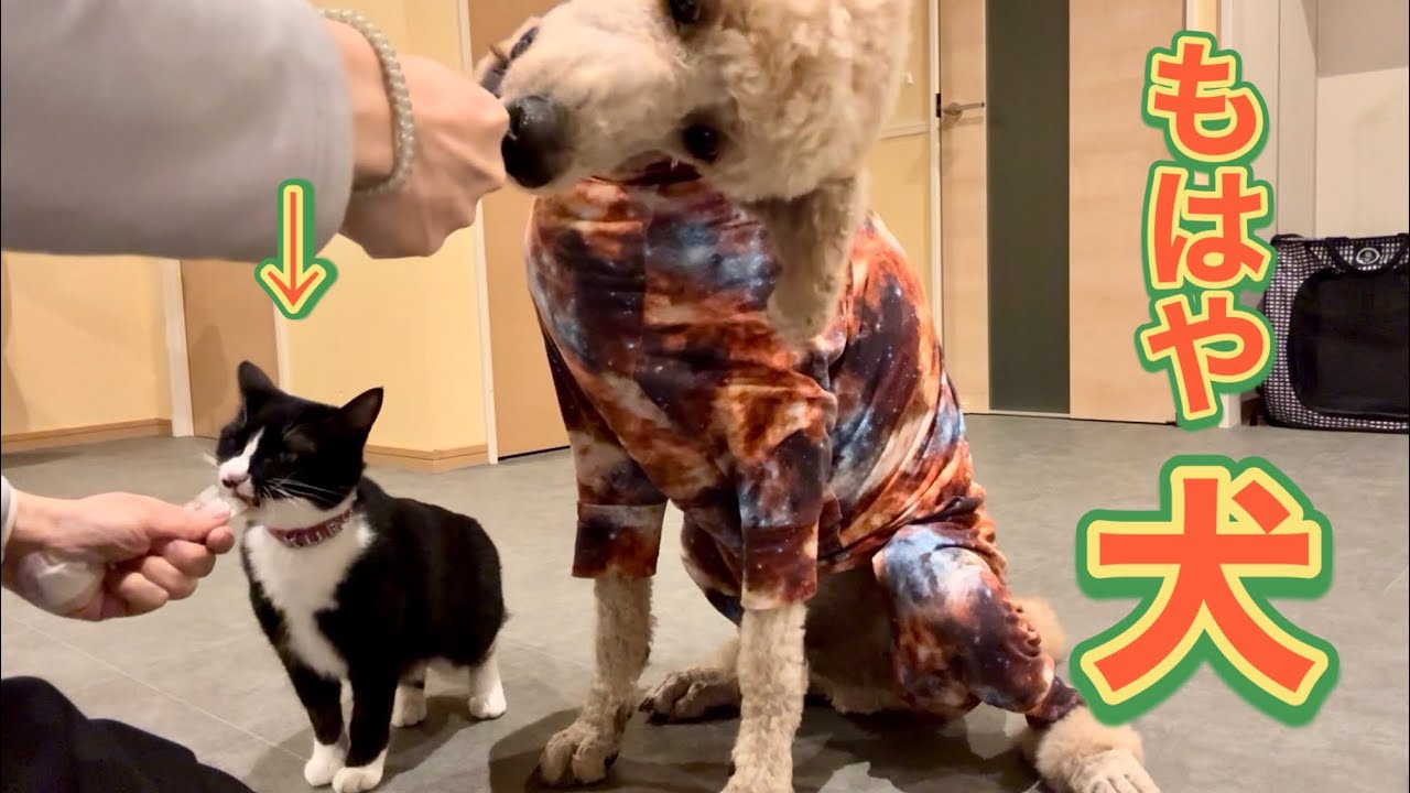 【こんな猫いる？】捨て猫クロの奇妙な行動