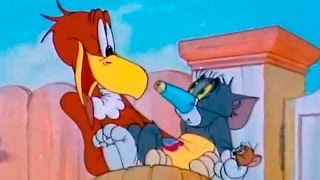 ... tom and jerry - flirty birdy episode 21 cartoon ► iukeitv™
s...