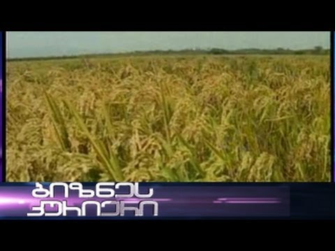 ქართული ბრინჯი. 05.10.2013