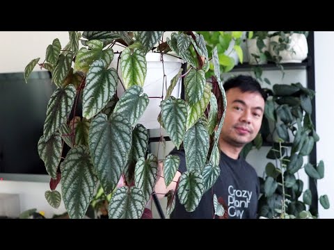 Vidéo: Le Cissus Antarctique (Cissus Antarktica) Et Le Cissus Rhombique Ou Rhombique (C. Rhombifolia) Sont De Belles Vignes Domestiques