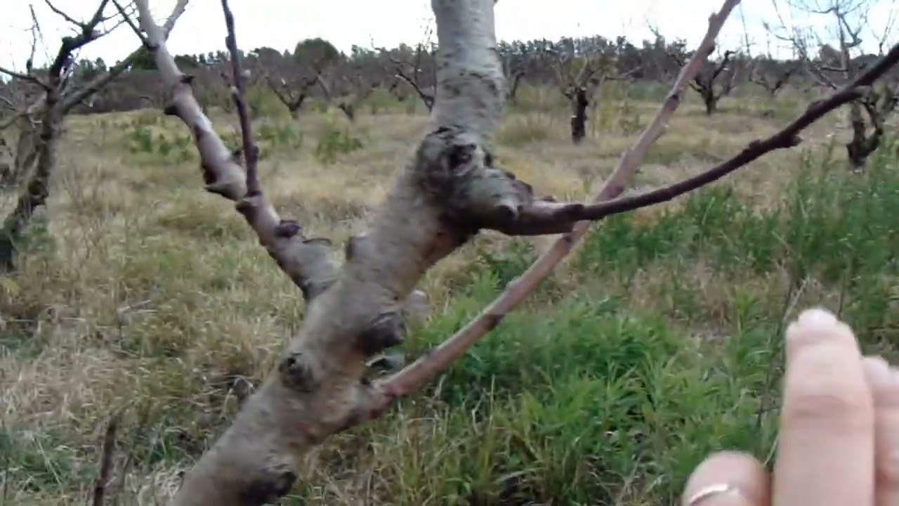 primera poda junio 2025