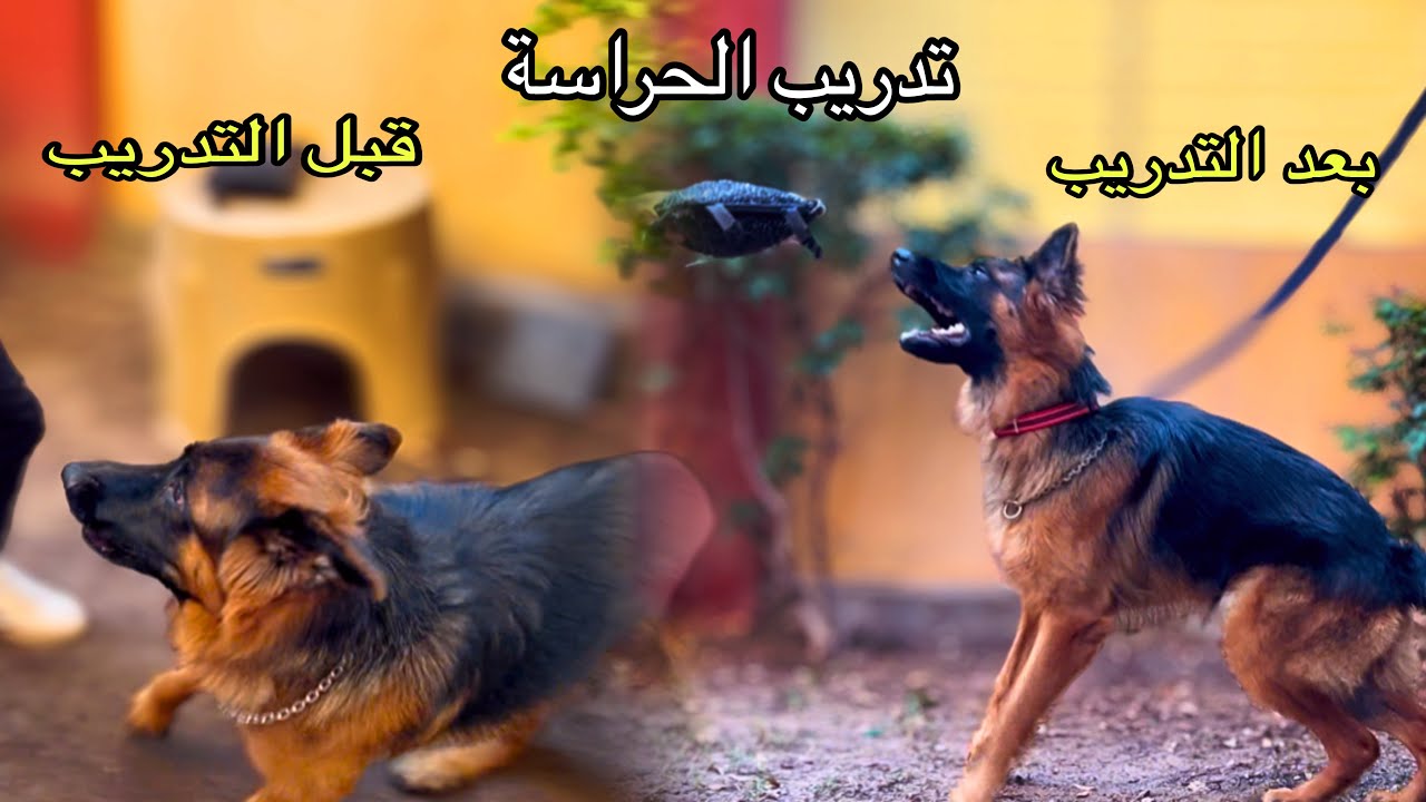 ازاي هانخلي بيلا كلبه حراسه شرسة من غير مانلمسها. لو عندك كلب بيخاف الحل اهو