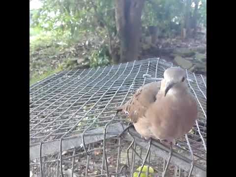 Ruddy Ground Doves