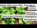 Июнь 2022. серия №4. Уход за огородом в природном земледелии.