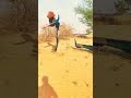 Dekho Mor Peacock Ko म र Peacock Feat Shorts Viralvideo Dekho Mor Peacock Ko म र Peacock Feat Shorts Viralvideo