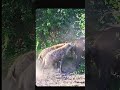 hyena bites lions tail!!