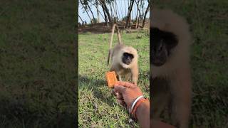 Jungle Me Hanuman Ji Ko Biscuit Khilate Hue | Cute Monkey Feeding Video 🐒❤️