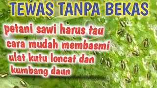 Cara yang sangat tepat membasmi ulat dan hama kumbang daun pada tanaman sawi