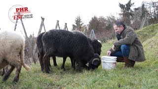 Des moutons dans les vignes