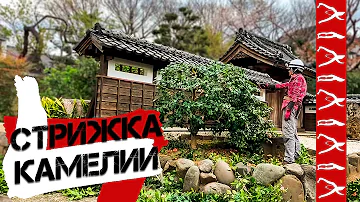 Стрижка Камелии