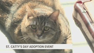 You can find your furry lucky charm at the Humane League of Lancaster County