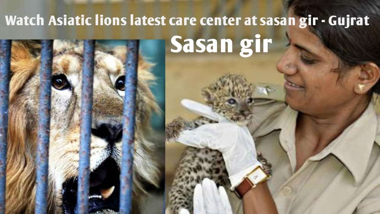 Watch, This is Asiatic lions Hospital – Sasan Gir देखे, यह है बब्बर शेर की अस्पताल – सासण गीर Watch, This is Asiatic lions Hospital – Sasan Gir देखे, यह है बब्बर शेर की अस्पताल – सासण गीर