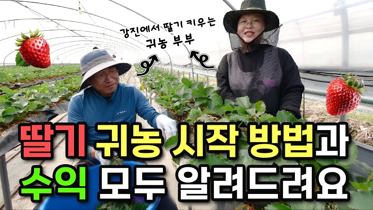 딸기 농사 초보자들에게 꿀팁 전수합니다~!!🍓