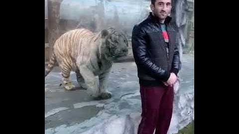 Tiger tries to attack a man. Imagine there was no glass to stop him. That would be very wild