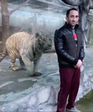 Harimau mencoba menyerang manusia. Bayangkan tidak ada kaca yang bisa menghentikannya. Itu akan sangat liar.