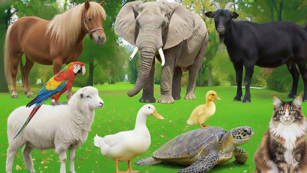 Familiar Animals sounds - Cow, Horse, Elephant, Sheep, Turtle, Chicken, Duck - Shy Animal Moments