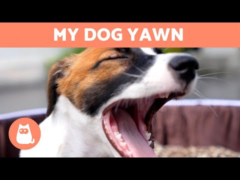 Video: 5 Alasan Nyata Untuk Yawn Anjing Anda