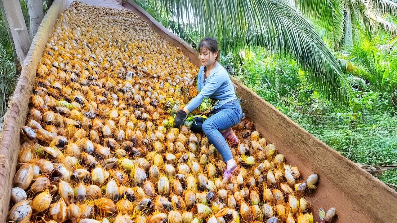Splitting Rotten Wild Coconut Tree, Harvesting Thousands of Coconut Weevil Go To Market Sell