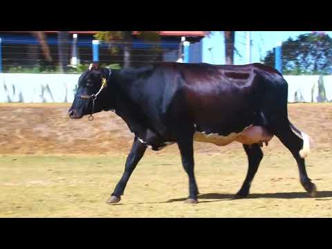 LOTE 35  DÓRIA DA PEZ 7478BP