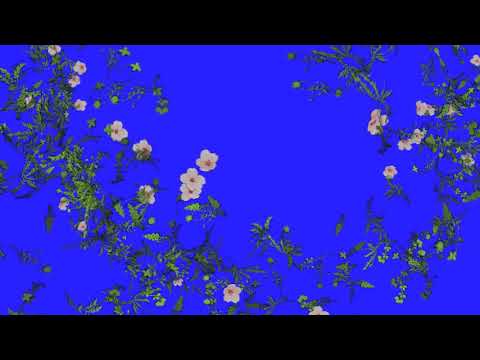 Flowers Show Blue Screen
