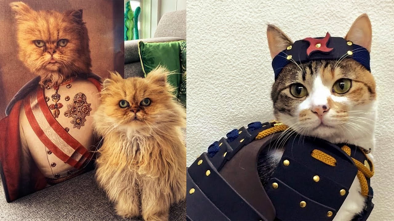 RELIEVE STRESS & LAUGH with the FUNNIEST CUTE KITTEN 4 YouTube