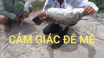 Cần thủ đi câu chỉ cần vầy là đủ, lure cá chẽm ở Lý Nhơn, Cần giờ || Seabass Fishing