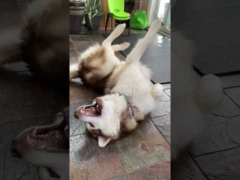 Fish Does His Signature Squirmy Floor Dance For Homemade Treats #malamutelovers #funnydog