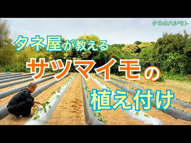 サツマイモ様 さつまいも品種詳説