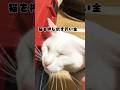 白猫ゆきのを押し倒す #shorts #cat #保護猫 #ショート #猫