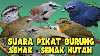 Kombinasi Suara Pikat Pelanduk semak dan burung semak semak hutan