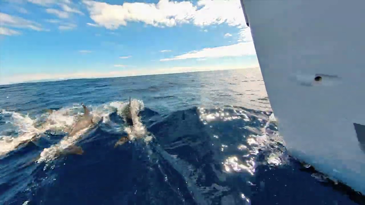 Sailing the Azores with Pete Keeping - Dolphins & Whales