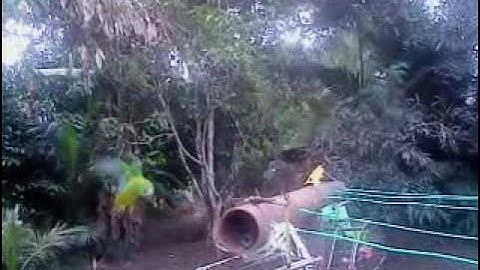 serindit jinak