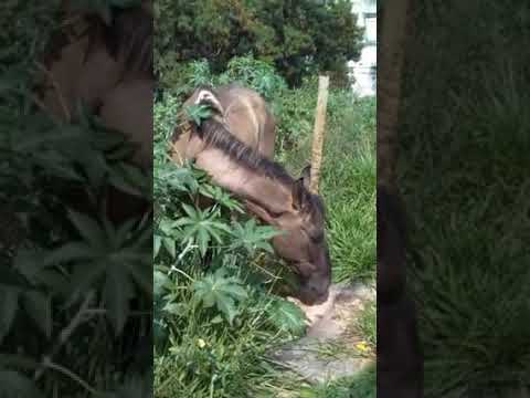 Bom dia aos Cavalos - A grama do vizinho é Darwin