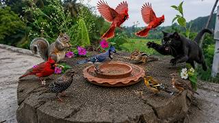 🔴24/7 LIVE: Cat TV The Cutest Little Birds on Earth 🕊️ Cats Relax Fun Game Entertain no Squirrels 02